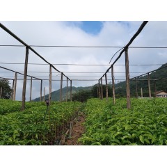 厄瓜多 金脈莊園 綠瑰夏種 水洗處理 雙重厭氧發酵